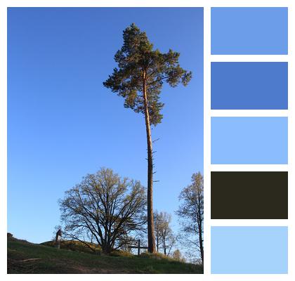 Pine Tree Pine Scots Pine Image
